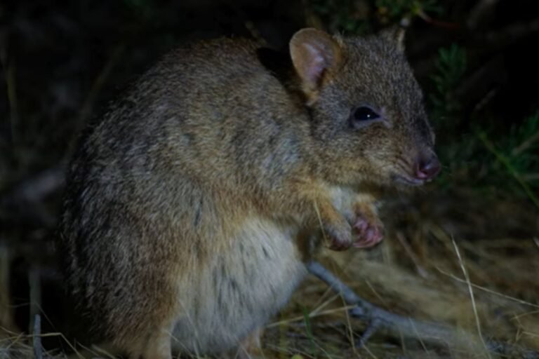 Nova espécie de marsupial ligada ao canguru foi descoberta