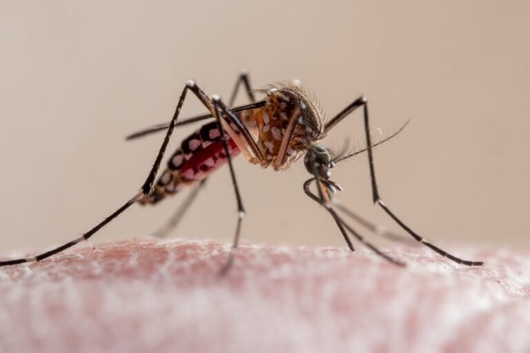 Novas abordagens no combate à dengue e outras doenças tropicais