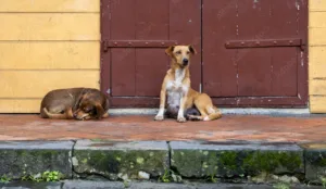 O projeto “Poéticas do cão andarilho” busca incentivar o olhar artístico e criativo para os animais de rua