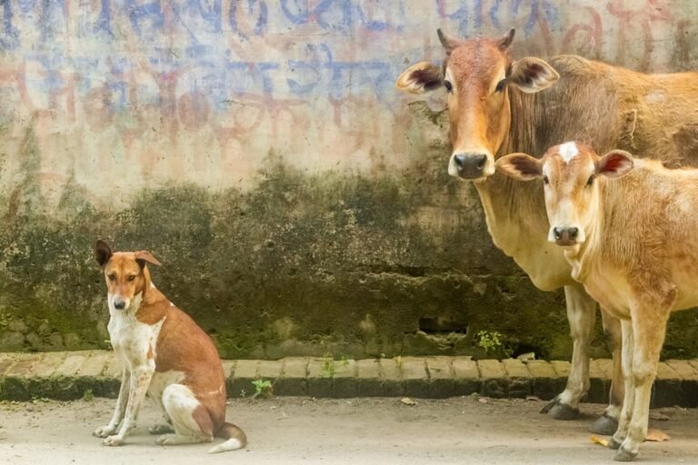 Animais domésticos crescem enquanto selvagens encolhem