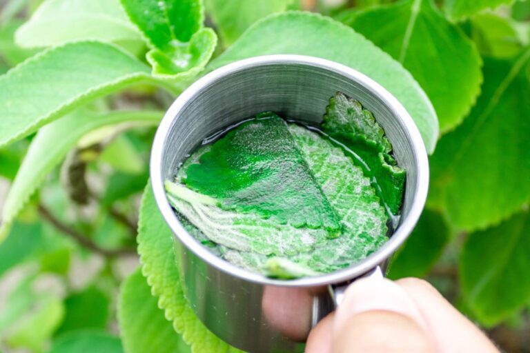 Chá de boldo: aliado na imunidade e saúde do fígado