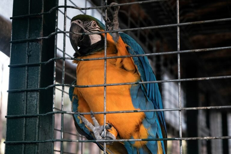 Tráfico de animais e os riscos de disseminação de doenças