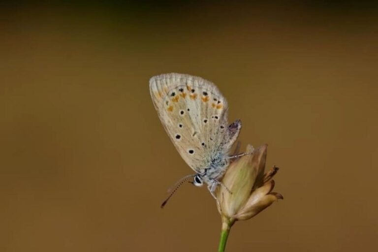 Borboleta Atlas blue tem maior número de cromossomos