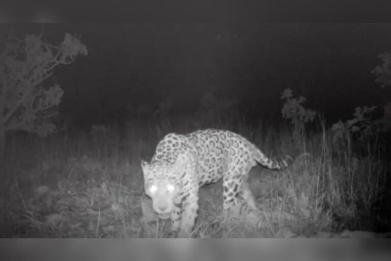 Onça-pintada brasileira estabelece novo recorde de nado