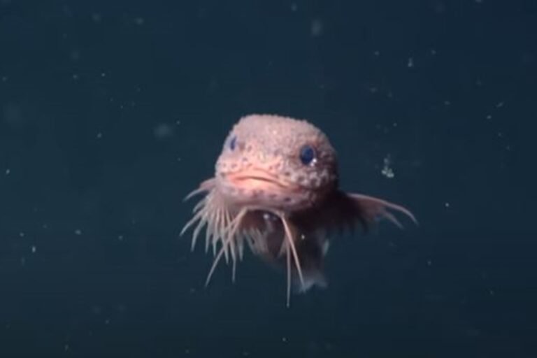 Novas espécies de peixe-caracol descobertas