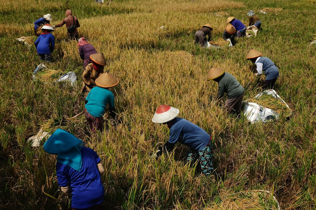 Como micronutrientes influenciam na resistência a pragas e doenças