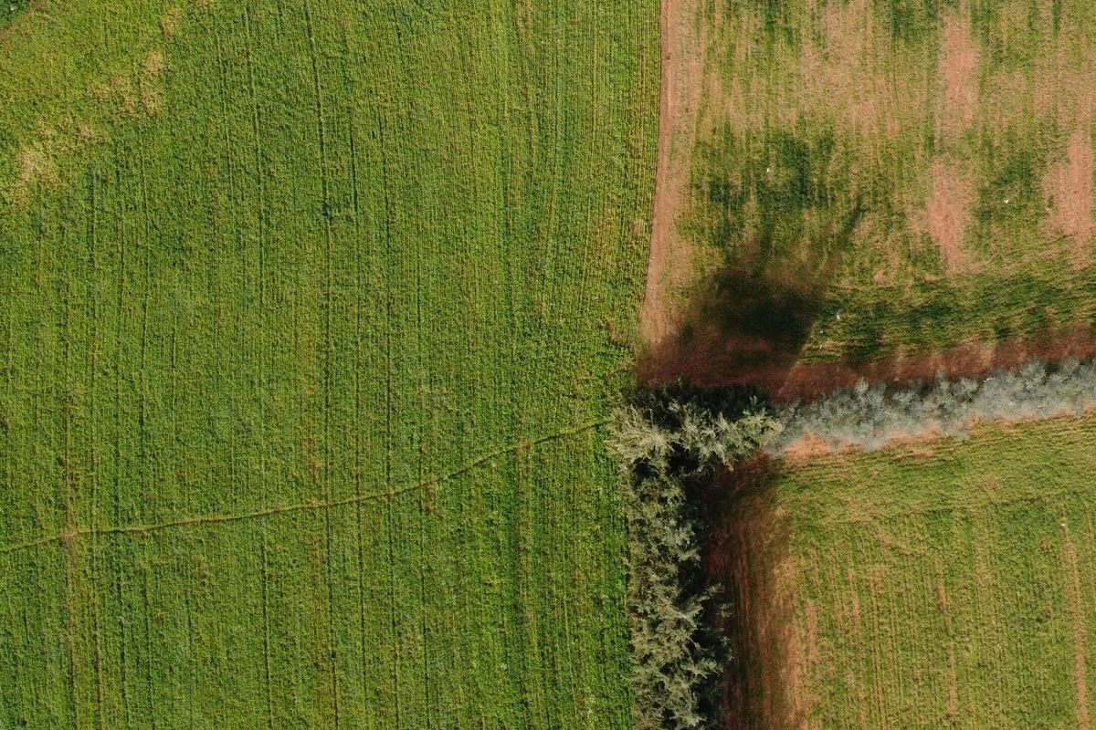 Como potencializar o controle das plantas daninhas com segurança 