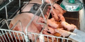 Foto: Foto: Governo do Paraná