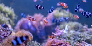 sakchai vongsasiripat/Gettyimages