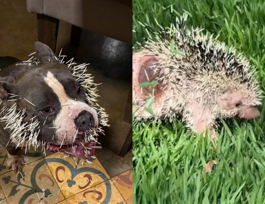 Reprodução/Corpo de Bombeiros Militar de Minas Gerais