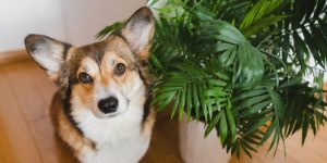 Como regar e proteger plantas durante as ondas de calor de janeiro