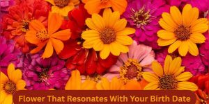 Flores que refletem sua data de nascimento e suas energias