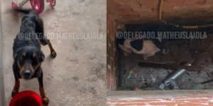 Reprodução/ @paranacontramaustratos