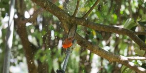 Geovana Albuquerque/Agência Brasília