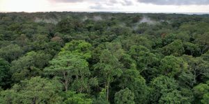 2025-11-07t204720z-1605131173-rc2vrhad43sw-rtrmadp-3-climate-cop30-congo-forests