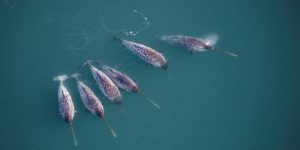 2026-08-20t144341z-650996713-rc2e2na3gmj9-rtrmadp-3-science-narwhals