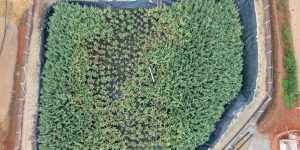 20260311_-_ete_cic_xisto_wetland_0431