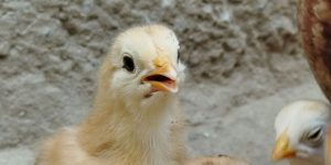 20260806-proibe-animais-premio-960x592-1