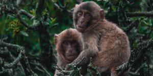 1 de 1 Macacos - Foto: Freepik