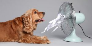 Como proteger seu pet do calor intenso no verão de 2025
