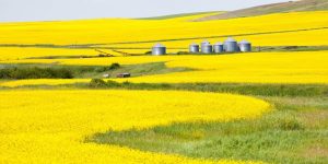 3tentos impulsiona resultados com canola como novo catalisador