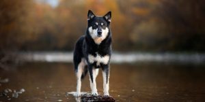 Características do pastor finlandês da lapônia