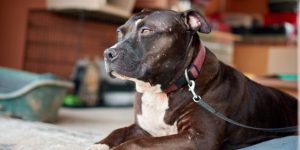 Tragédia em Campinas: mulher é morta por pitbull da própria casa