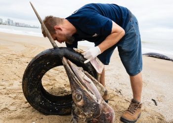 Reprodução/ Instagram mauricioguartela