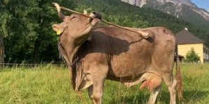 Antonio Osuna-Mascaró, Alice Auersperg/Current Biology