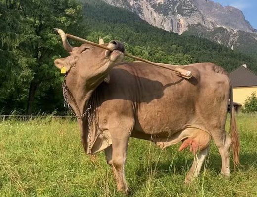 Antonio Osuna-Mascaró, Alice Auersperg/Current Biology