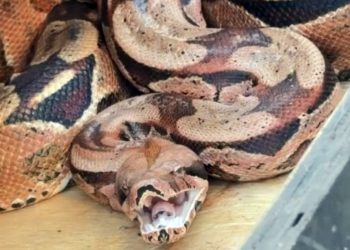 Reprodução GCM Online