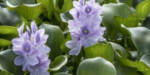 Yoko Okamoto / Getty Images