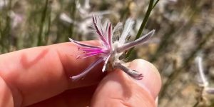 Reprodução/Aaron Bean