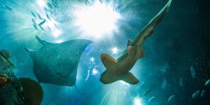 Superjoseph/ Getty Images