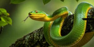 Significado de sonhar com cobras no mundo dos sonhos