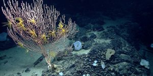 Trump revoga restrições de pesca comercial em área da costa de Cape Cod