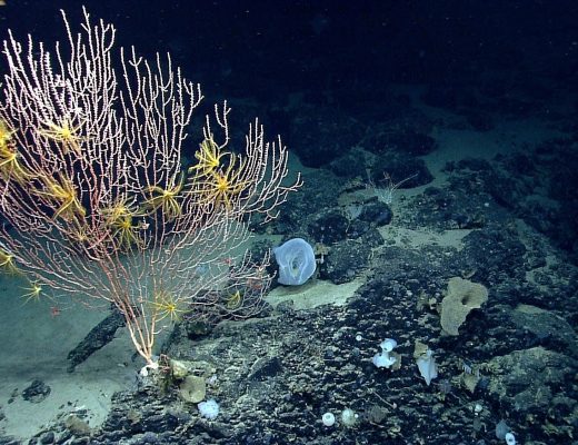 Trump revoga restrições de pesca comercial em área da costa de Cape Cod