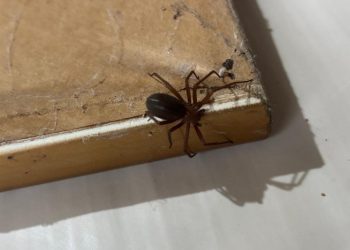 Cuidados com aranhas no verão ganham alerta da saúde no Paraná