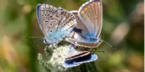 Asas-de-borboletas-camuflagem