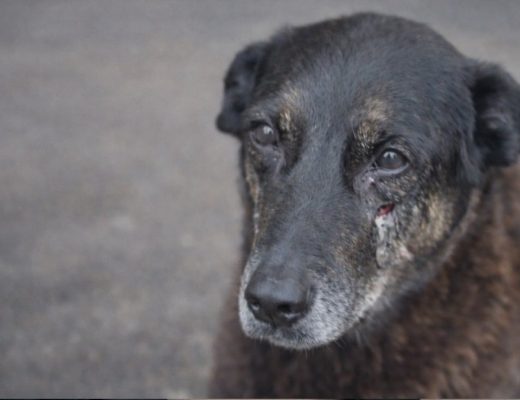 Cão Orelha: mãe do adolescente suspeito defende sua inocência