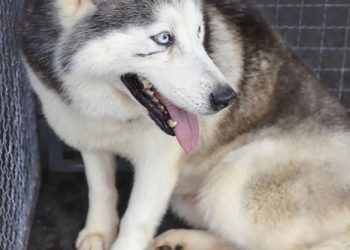 Foto: (Foto: Hully Paiva/Secom)