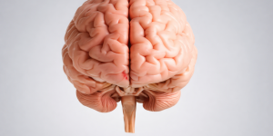 Um padrão cerebral revelador: pesquisas recentes mostram que pessoas com ansiedade tendem a apresentar menores níveis de colina no cérebro, um nutriente essencial para processos de atenção, regulação e equilíbrio neuroquímico.