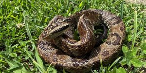 Juliana Cequinel/SESA