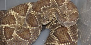 Emanuel Marques da Silva/SESA