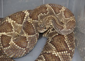 Emanuel Marques da Silva/SESA