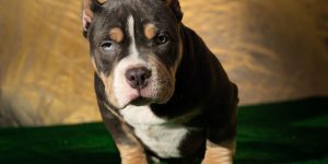 Como escolher um canil bully de qualidade