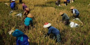 Como micronutrientes influenciam na resistência a pragas e doenças