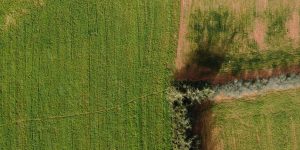 Como potencializar o controle das plantas daninhas com segurança 