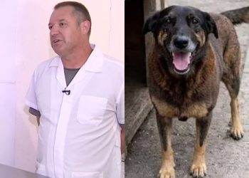 Cão Orelha: Projeto de lei propõe cadastro nacional para agressores de animais