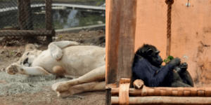 Prefeitura de Sorocaba